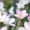 Claytonia virginica, flowers