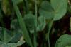 Claytonia virginica, flowers