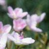 Claytonia virginica, flowers