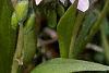 Claytonia virginica, flowers