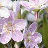 Claytonia virginica, flowers