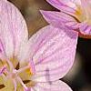 Claytonia virginica, flowers