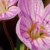 Claytonia virginica, flowers