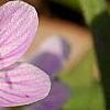 Claytonia virginica, flowers