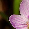 Claytonia virginica, flowers