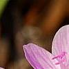 Claytonia virginica, flowers