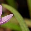 Claytonia virginica, flowers