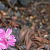 Lewisia cotyledon 'Regenbogen' mixed, habit