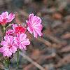 Lewisia cotyledon 'Regenbogen' mixed, habit