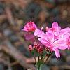 Lewisia cotyledon 'Regenbogen' mixed, habit