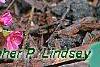 Lewisia cotyledon 'Regenbogen' mixed, habit