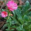 Lewisia cotyledon 'Regenbogen' mixed, habit