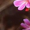 Lewisia cotyledon 'Regenbogen' mixed, flowers