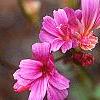 Lewisia cotyledon 'Regenbogen' mixed, flowers