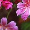 Lewisia cotyledon 'Regenbogen' mixed, flowers