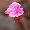 Lewisia cotyledon 'Regenbogen' mixed, flowers