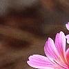 Lewisia cotyledon 'Regenbogen' mixed, flowers