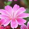 Lewisia cotyledon 'Regenbogen' mixed, flowers