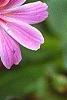 Lewisia cotyledon 'Regenbogen' mixed, flowers