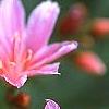 Lewisia 'Little Plum', flowers