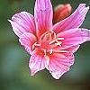 Lewisia 'Little Plum', flowers