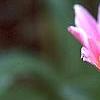 Lewisia 'Little Plum', flowers