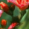 Lewisia 'Little Plum', flowers