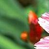 Lewisia 'Little Plum', flowers