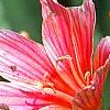 Lewisia 'Little Plum', flowers