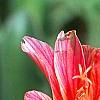 Lewisia 'Little Plum', flowers
