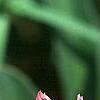 Lewisia 'Little Plum', flowers