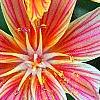 Lewisia 'Little Plum', flowers