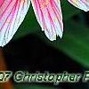 Lewisia 'Little Plum', flowers