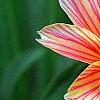 Lewisia 'Little Plum', flowers