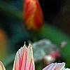 Lewisia 'Little Plum', flowers