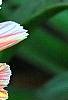 Lewisia 'Little Plum', flowers