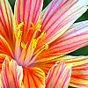 Lewisia 'Little Plum', flowers