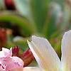 Lewisia 'Little Peach', flowers