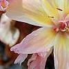Lewisia 'Little Peach', flowers