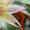 Lewisia 'Little Peach', flowers