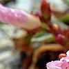 Lewisia 'Little Peach', flowers