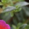 Portulaca 'Duet Yellow', flowers