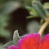 Portulaca 'Duet Yellow', flowers