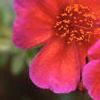 Portulaca 'Duet Yellow', flowers