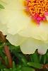 Portulaca grandiflora 'Happy Trails Primrose', flowers