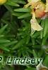 Portulaca grandiflora 'Happy Trails Primrose', flowers