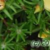 Portulaca grandiflora 'Happy Trails Primrose', flowers