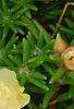 Portulaca grandiflora 'Happy Trails Primrose', flowers
