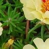 Portulaca grandiflora 'Happy Trails Primrose', flowers