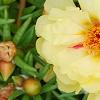 Portulaca grandiflora 'Happy Trails Primrose', flowers